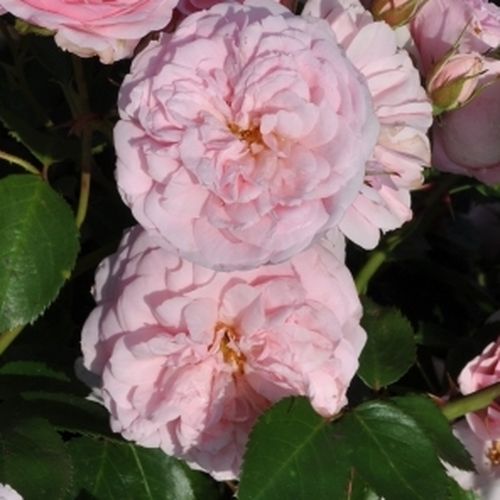 Blush™ Winterjewel® Stromkové ruže s kvetmi anglických ruží
